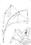 Vis