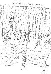 Vis