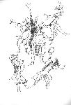 Vis