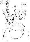 Vis