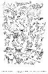 Vis